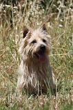CAIRN TERRIER 492